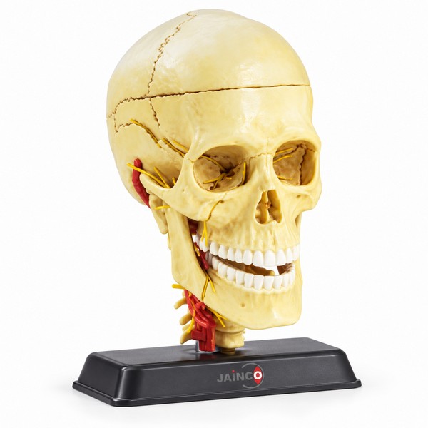 Cranial Nerve Skull